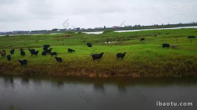 草原牛羊养殖动物